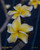 Jack's Compact Yellow JJ Plumeria Jack's Compact Yellow JJ Plumeria