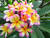 Aussie Confetti Plumeria