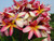 California Sally Plumeria