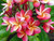 Bill Moragne Sr Plumeria