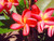 Bill Moragne Sr Plumeria