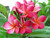 Honey Queen Plumeria