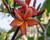 Akha Plumeria