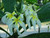 Ammaron's Curly White plumeria