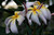 Ammaron's Curly White plumeria