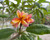 Cindy Schmidt Plumeria