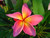 Pretty Princess Plumeria