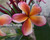 Chocko Delight Plumeria