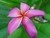 Apricot Locks Plumeria