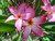 Calcutta Star Plumeria