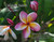 Coliseum Sunset Plumeria