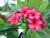 Donald Angus aka University Cherry Pink Plumeria