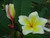 Vishanu Gold Plumeria