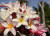 Ana Rosa Plumeria