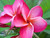 Almaviva FCN Plumeria