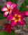 Aurelia FCN Plumeria