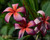 Blazing Star Plumeria