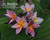 Metallica JL aka Metallica Plumeria
