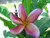 Cherokee Geisha JJ aka New Violet Plumeria