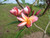 Cherokee Geisha JJ aka New Violet Plumeria