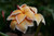 Heirloom Plumeria