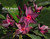 Black Purple Plumeria