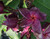 Black Purple Plumeria