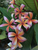 Shooting Star JJ Plumeria