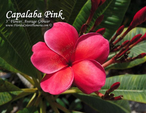 Capalaba Pink aka Unconditional Love Plumeria