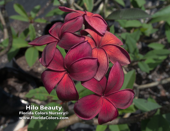 Hilo Beauty Plumeria
