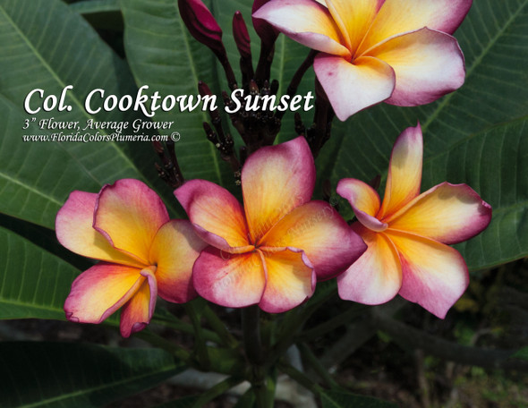 Col's Cooktown Sunset Plumeria