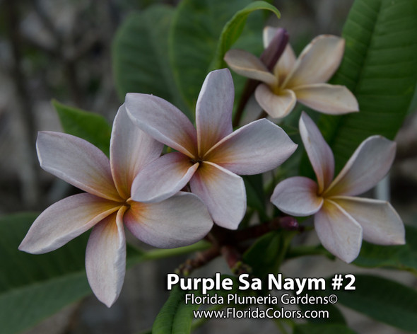 ROOTED PLUMERIA PLANT Seedling "Salmon Brown" 2-3"