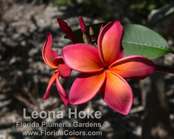 Leona Hoke Plumeria