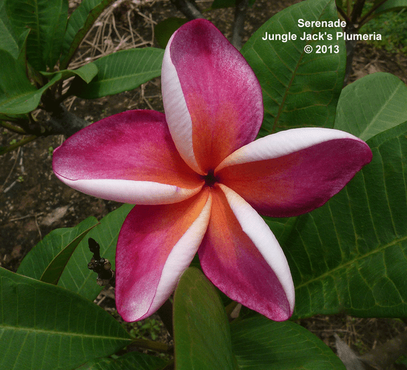Firestorm Plumeria Introduced by Jungle Jack