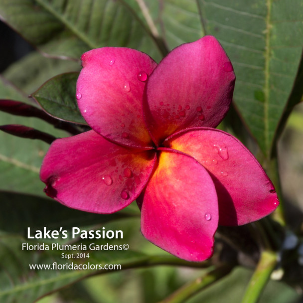 Lake's Passion Plumeria