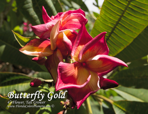 Butterfly Gold Plumeria