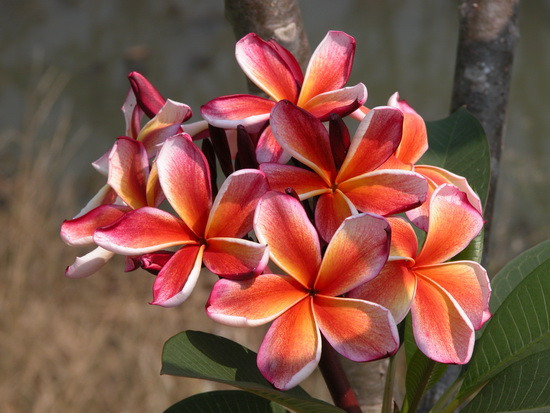 Chocko Delight Plumeria
