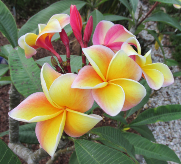 Hawaiian Rose JL Plumeria