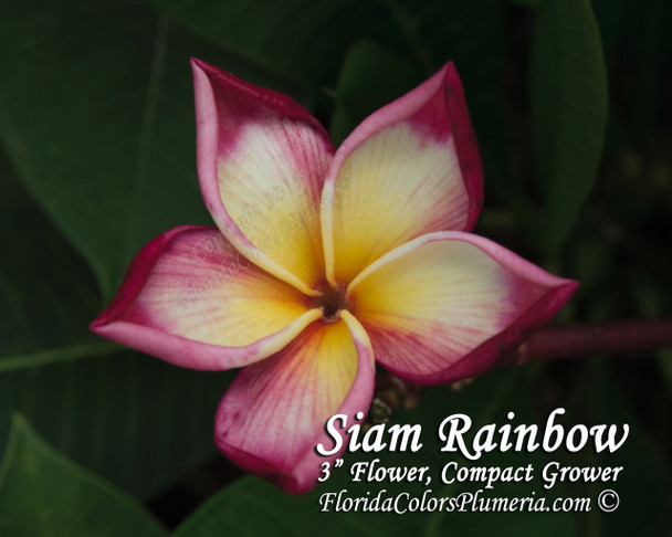 Siam Rainbow Plumeria