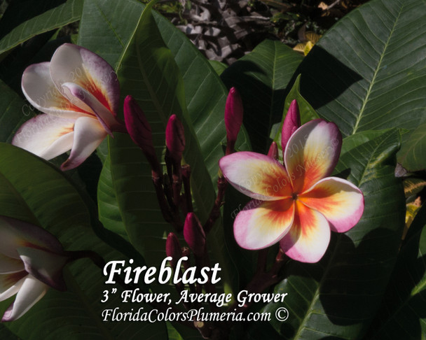 Fireblast Plumeria