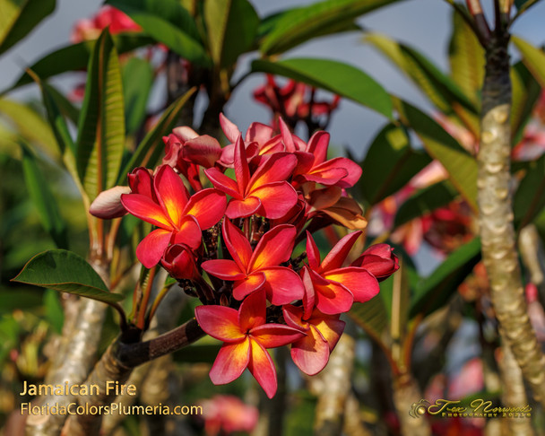 さ*ま様 プルメリア　ジャマイカファイヤー　Plumeria Jamaica f Jamaican Fire Plumeria
