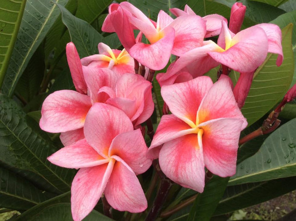 そ*う様 プルメリア　Sweet valentine Plumeria by N SWEET VALENTINE Plumeria by Nui