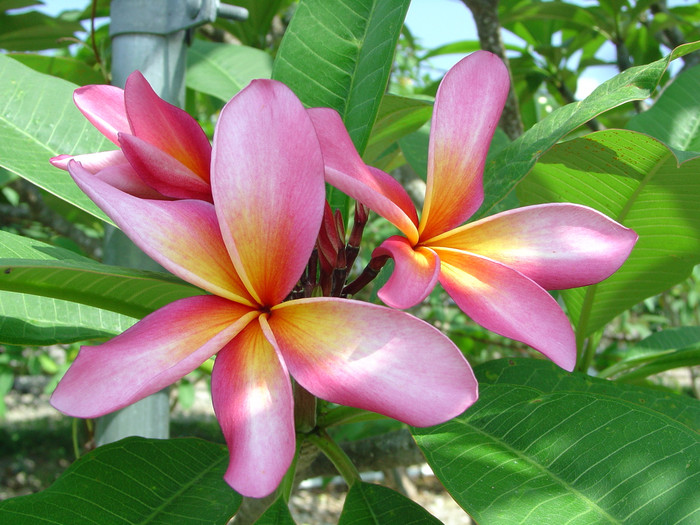 California Sally Plumeria Florida Colors Nursery