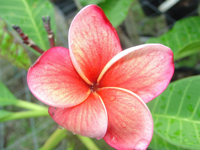 Gloria de Los Angeles Plumeria Florida Colors Nursery