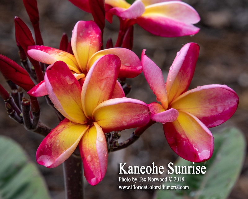 Kaneohe Sunrise Plumeria Plumeria by Florida Colors Nursery