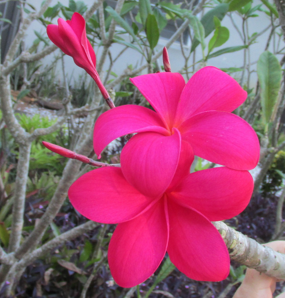 Plumerias for Sale near you in Florida and online!