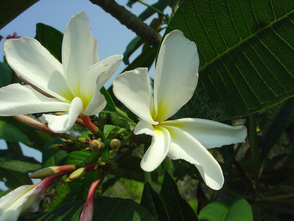 Dwarf Deciduous Plumeria