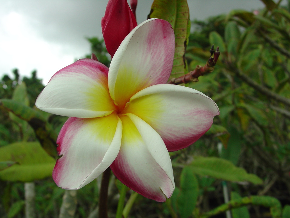 Hilo Beauty Plumeria