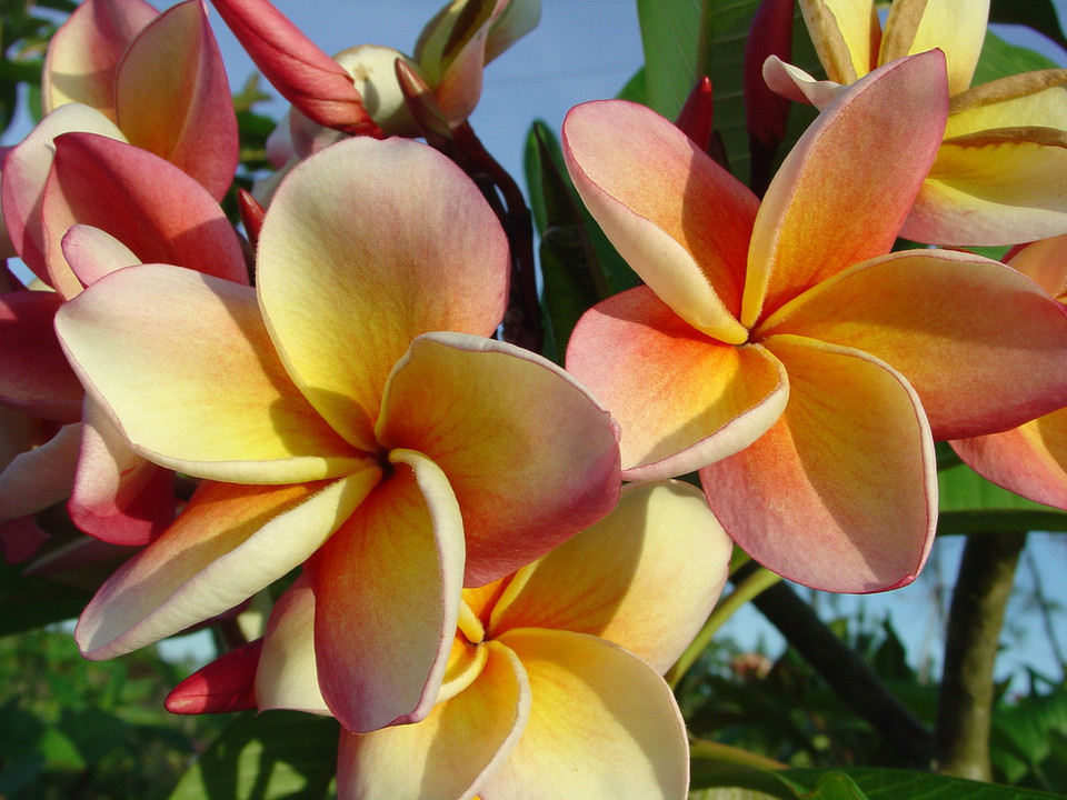 India (rooted) Plumeria Plumeria by Florida Colors Nursery