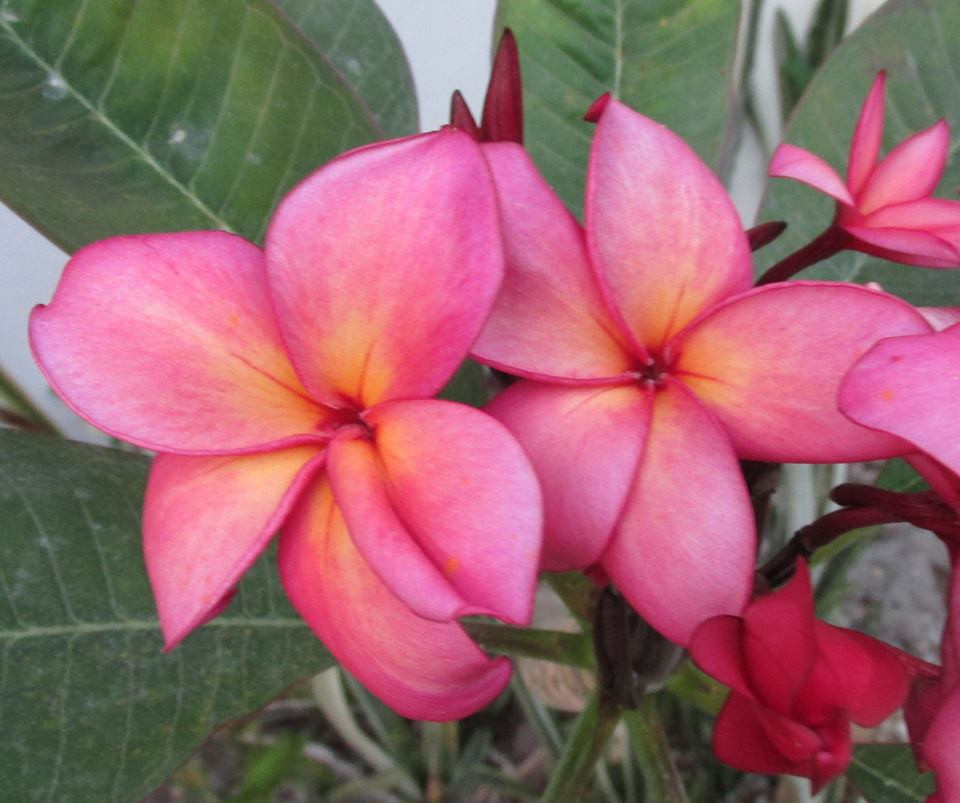 The Passion of the Purple Plumeria by Lauren Willig